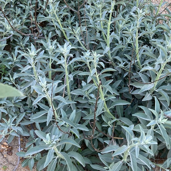 White Sage Stick Organic Dried Floral Hand Crafted Home Decor 8” Sachet New - Picture 5 of 17